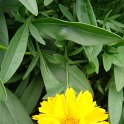 Coreopsis grandiflora 'Neugold'